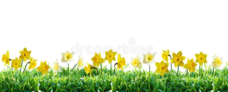 Narcissus in green grass. Natural spring border. Isolated on white background. Isolation is on a transparent layer in the PNG format. Narcissus in green grass. Natural spring border. Isolated on white background. Isolation is on a transparent layer in the PNG format.