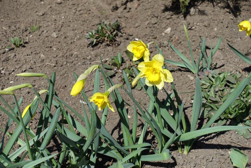 Narcissuses with buds and three yellow flowers stock image