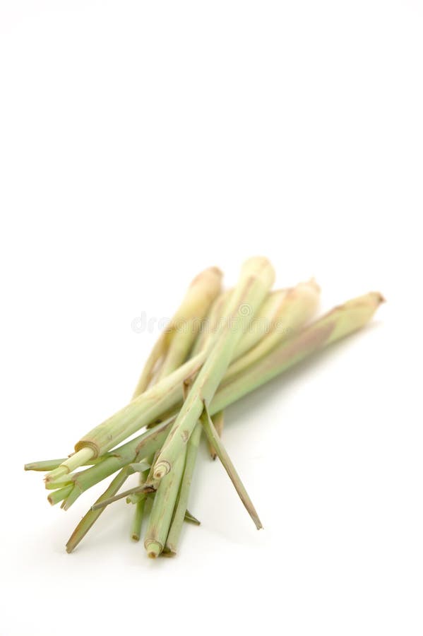 Nard indien image stock Nard indien image stock