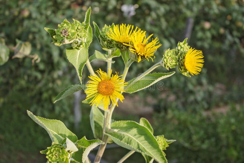 Nard yellow flowers on a green background garden