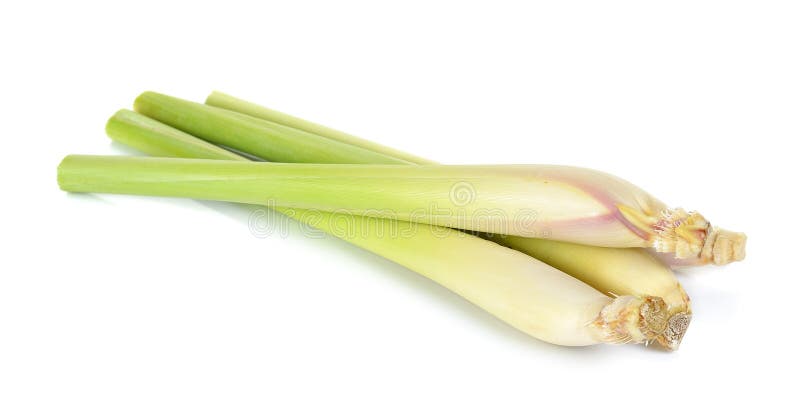 Nardo isolado no branco imagens de stock