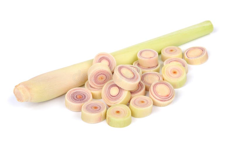 Nardo isolado no fundo branco foto de stock