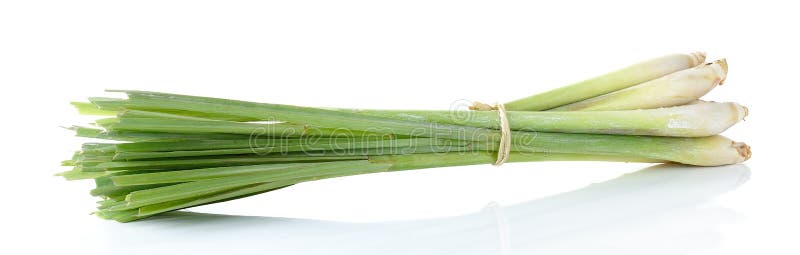 Nardo isolado no fundo branco fotografia de stock royalty free