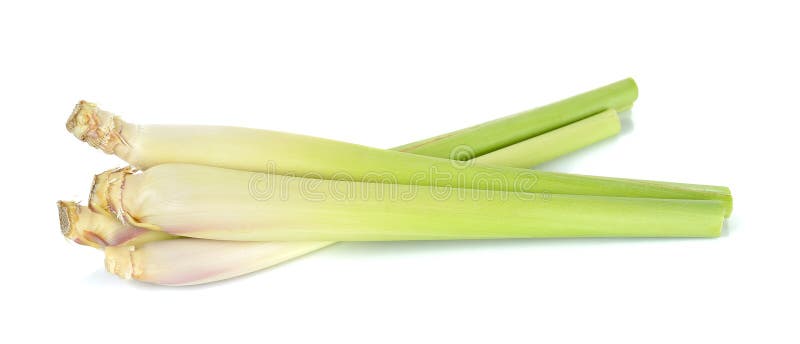 Nardo isolado no fundo branco imagens de stock royalty free