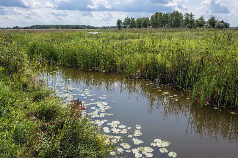 Narew National Park in Poland