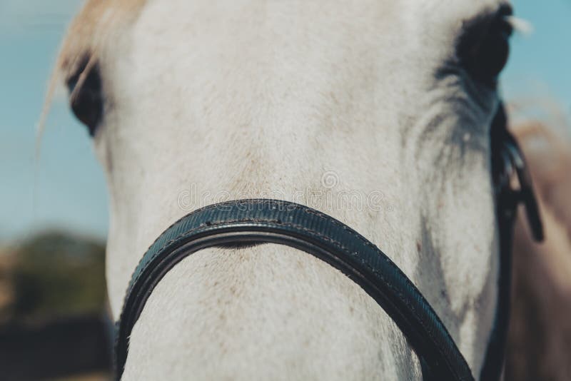 Cavalo Que Olha Para a Frente Imagem de Stock - Imagem de beleza, porta:  108436819