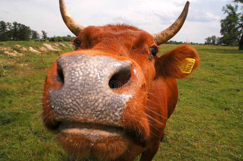 Download Nariz da vaca imagem de stock. Imagem de animais, nariz - 59725