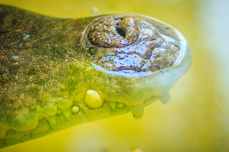 Nariz da água salgada ou do crocodilo Estuarine (porosus do crocodylus) dentro fotos de stock Nariz da água salgada ou do crocodilo Estuarine (porosus do crocodylus) dentro fotos de stock