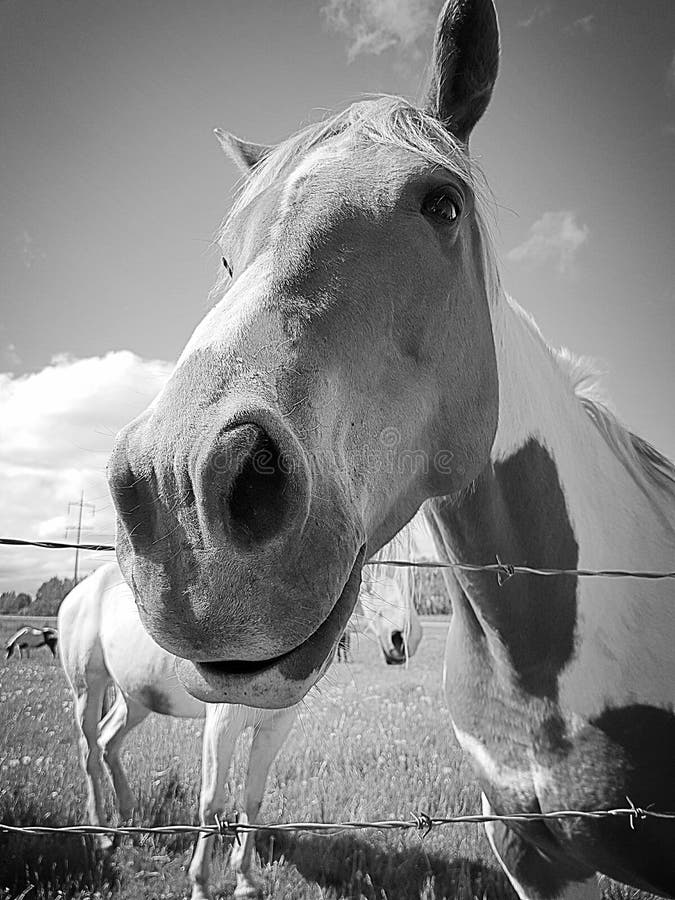 Fundo Narizes Nariz De Cavalo Sorrindo Luz Foto E Imagem Para