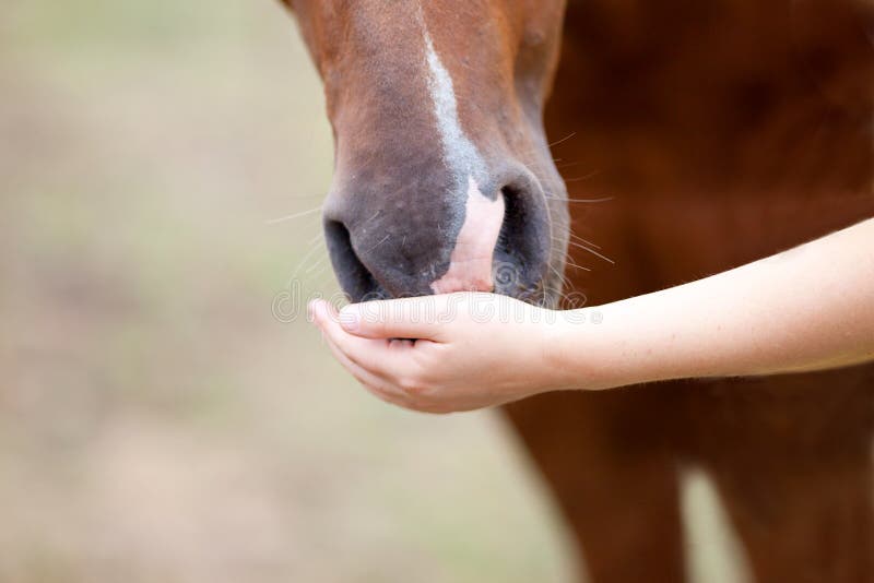 Fundo Narizes Nariz De Cavalo Sorrindo Luz Foto E Imagem Para