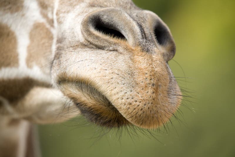 Nariz de girafa fotografia de stock royalty free