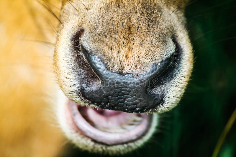 Olho da corça foto de stock. Imagem de fauna, animal - 12863518