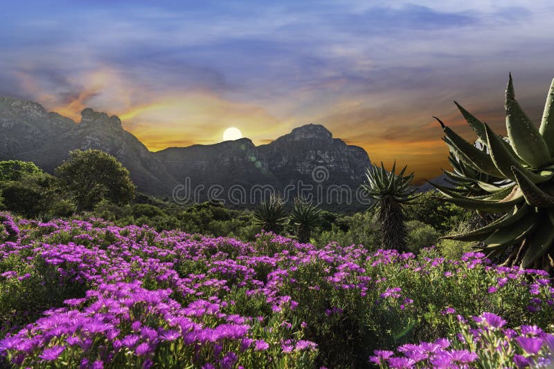 Narodowy ogród botaniczny kirstenbosch w czasie zachodu słońca w gminie cape, południowa afryka