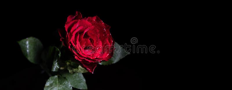 Narrow Banner of Wet Red Rose. Stock Image - Image of blossom, beauty:  182207919