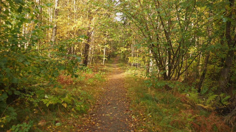 Narrow Footpath Early Fall in Deciduous Forest, Dolly Gimbal Walk, POV