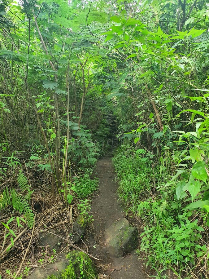  Hiking Trails on the Mountain Stock Photo - Image of jungle .