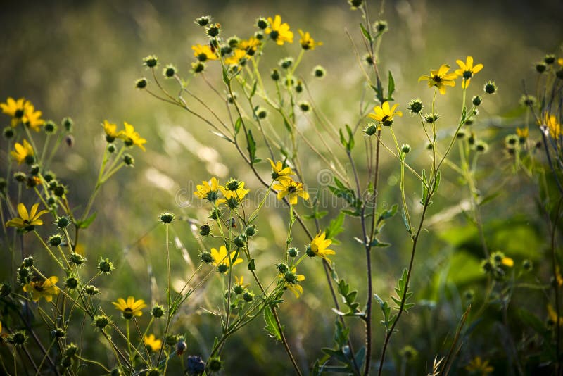 Narrow-leaf Sunflowers royalty free stock photo