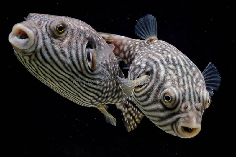 X28 Arothron Manilensis Photos - Free & Royalty-Free Stock Photos from