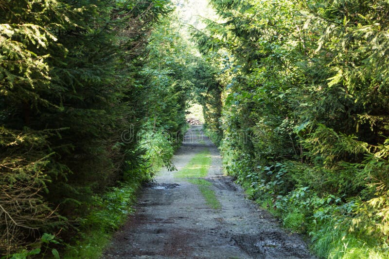 Narrow path lit by soft spring sunlight. Forest spring nature. Spring forest natural landscape with forest trees royalty free stock photos