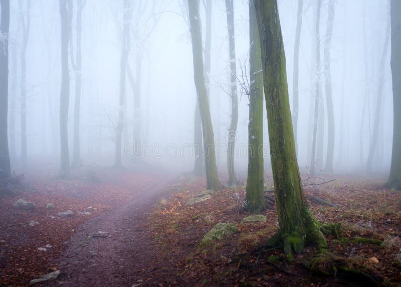 Narrow path between tall leafless trees in a forest covered with fog on Inovec Mountain, Slovakia