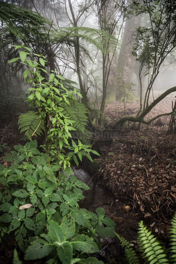 Narrow River Through Forest