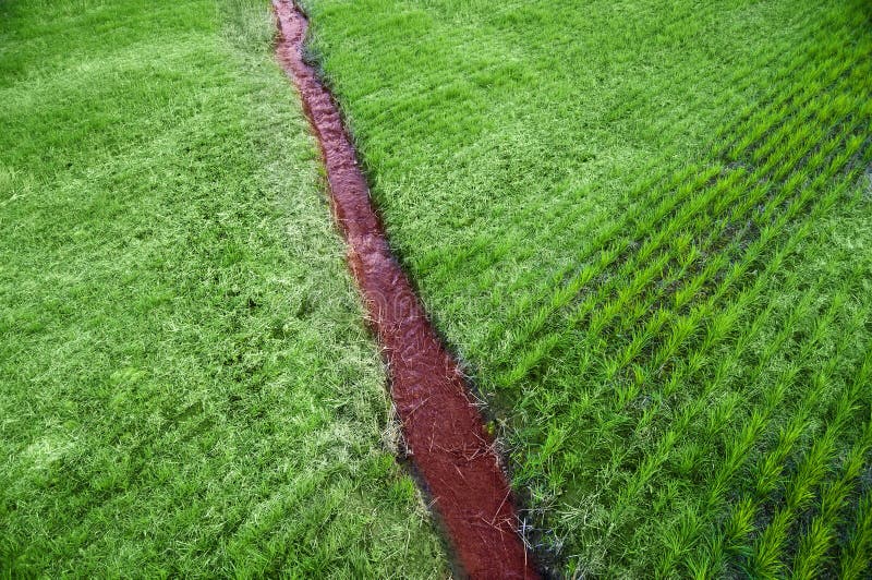 Narrow Stream