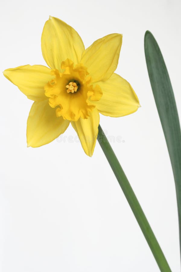 Narzisse stockfoto. Bild von blatt, garten, blätter, blüte
