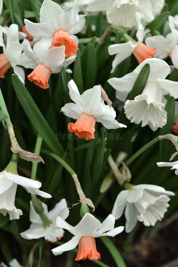 Narzisse, Klasse von den Frühlingsmehrjährigen pflanzen von Amaryllidaceaeamaryllis fperennial plantsamily lizenzfreies stockbild Narzisse, Klasse von den Frühlingsmehrjährigen pflanzen von Amaryllidaceaeamaryllis fperennial plantsamily lizenzfreies stockbild
