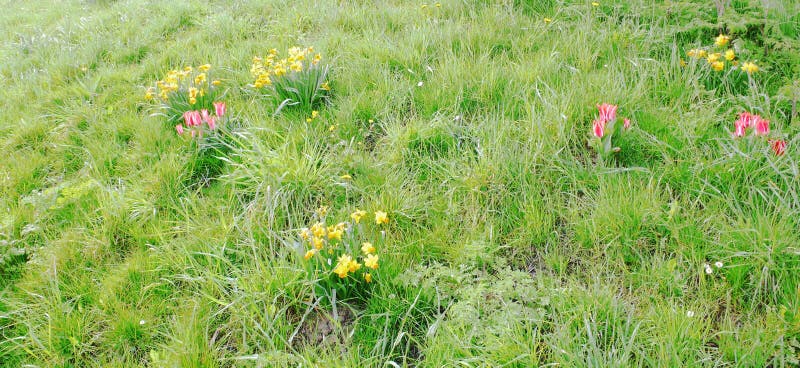 Narzissen und Tulpen auf einem grasartigen Hintergrund 2 lizenzfreies stockfoto Narzissen und Tulpen auf einem grasartigen Hintergrund 2 lizenzfreies stockfoto