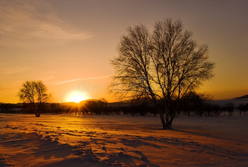 Winter, in China, Inner Mongolia's dam, near the early morning temperature of minus 40 degrees,Sunrise in snowy meadow, a Golden Sun. Winter, in China, Inner Mongolia's dam, near the early morning temperature of minus 40 degrees,Sunrise in snowy meadow, a Golden Sun