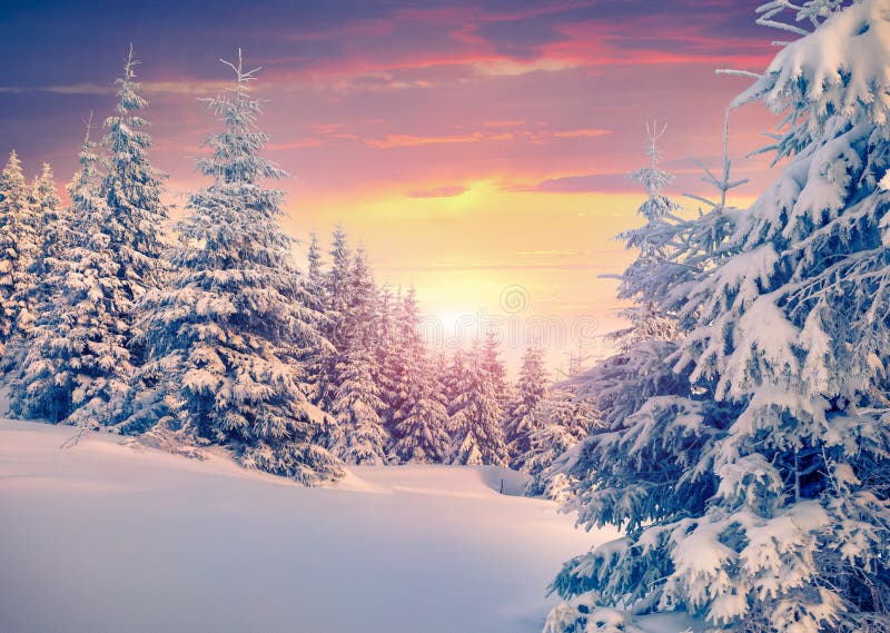 Colorful winter sunrise in the mountain forest. Colorful winter sunrise in the mountain forest.