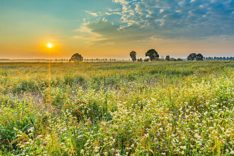 Summer sunrise over blooming buckwheat field with weeds. Foggy morning over field and tree. Summer sunrise over blooming buckwheat field with weeds. Foggy morning over field and tree.