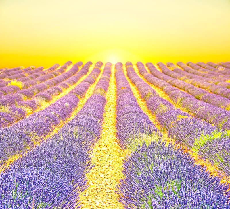 Nascer do sol em um campo da alfazema foto de stock Nascer do sol em um campo da alfazema foto de stock