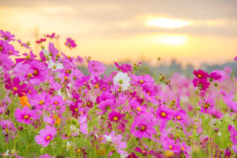 12 Nascer Do Sol Em Um Campo Da Flor Roxa Fotos - Fotos de Stock ...