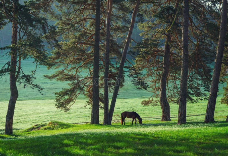 Nascer do sol místico sobre a montanha Cavalo selvagem que pasta no hidromel imagens de stock Nascer do sol místico sobre a montanha Cavalo selvagem que pasta no hidromel imagens de stock