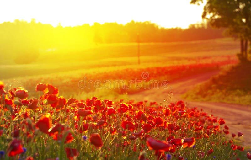 Nascer Do Sol No Campo Das Flores Imagem de Stock - Imagem de colorido,  raso: 112161379