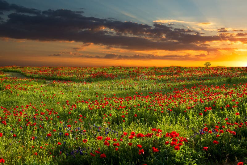 Nascer do sol sobre o milho vermelho Poppy Fields em Texas imagens de stock Nascer do sol sobre o milho vermelho Poppy Fields em Texas imagens de stock