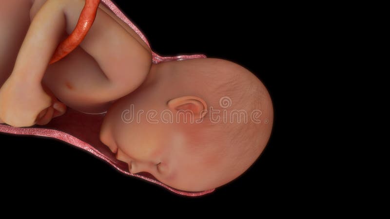 Nascimento labor e vaginal do Normal