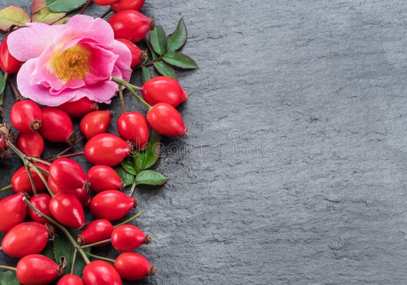 Naselli di rosa rosso maturo su fondo di grafite grigia Vista dall'alto fotografia stock libera da diritti Naselli di rosa rosso maturo su fondo di grafite grigia Vista dall'alto fotografia stock libera da diritti