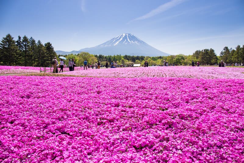 NASHIYAMA,日本5月11日 2015年:从东京的人们和其他城市或者internatoinal走向Mt 富士和享用樱花 图库摄影 NASHIYAMA,日本5月11日 2015年:从东京的人们和其他城市或者internatoinal走向Mt 富士和享用樱花 图库摄影