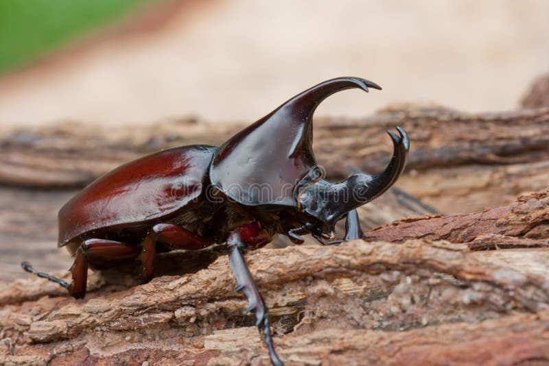 Nashornkäfer lizenzfreie stockbilder