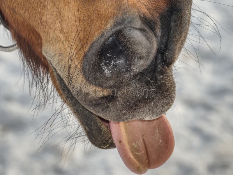 Naso del cavallo di Brown con attaccare fuori lingua Neve nel fondo immagini stock Naso del cavallo di Brown con attaccare fuori lingua Neve nel fondo immagini stock