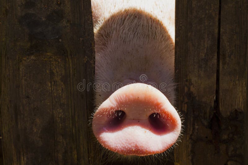 Naso del maiale in recinto di legno Il giovane maiale curioso odora la macchina fotografica della foto Scena divertente del villa