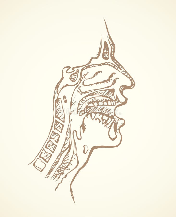 Nasopharyngeal sectie Vector tekening royalty-vrije illustratie Nasopharyngeal sectie Vector tekening royalty-vrije illustratie