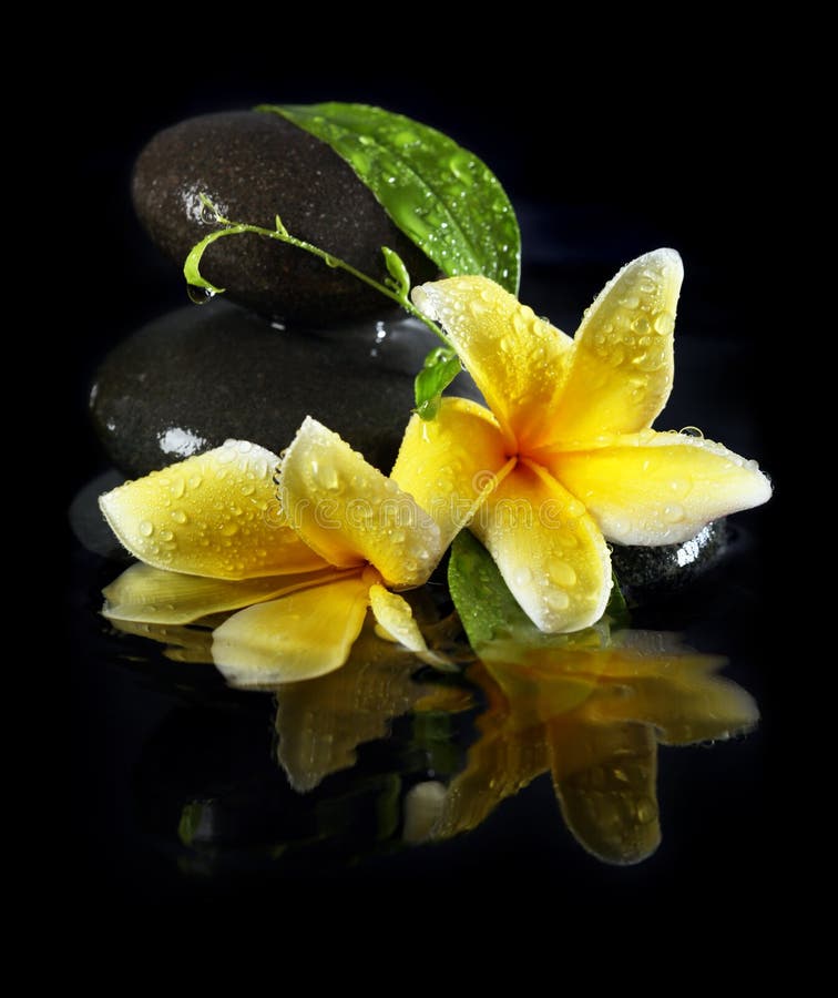 Nasse Blumen auf Steinen lizenzfreie stockbilder Nasse Blumen auf Steinen lizenzfreie stockbilder
