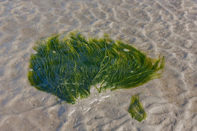Nasse Meerespflanze auf nassem Sand stockbild Nasse Meerespflanze auf nassem Sand stockbild