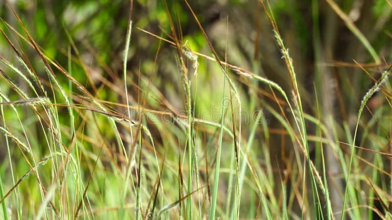 Nassella Neesiana Also Called Chilean Needle Grass, Chilean Needlegrass ...