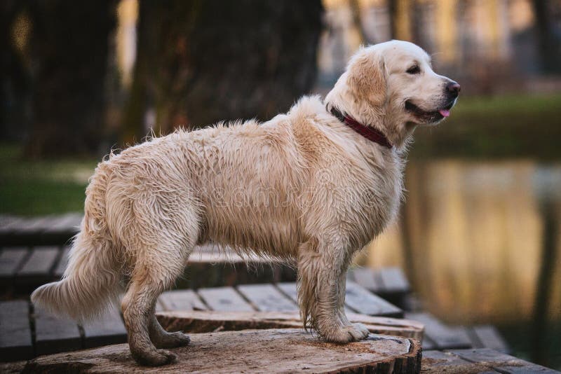Nasser Hund, Der Auf Holzbank Durch Einen See Am Abend Staning Ist