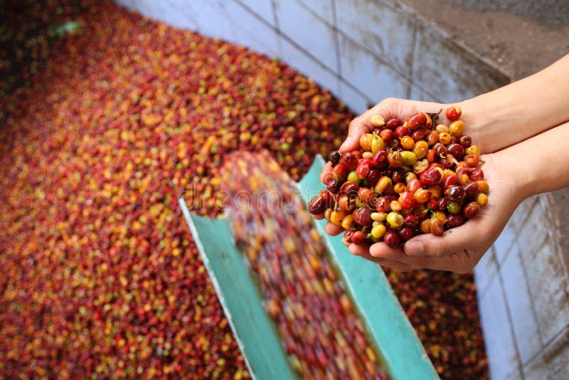Nasser Prozess des Arabicakaffees. lizenzfreie stockbilder Nasser Prozess des Arabicakaffees. lizenzfreie stockbilder