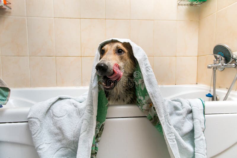 Nasser Havanese Hund Mit Einem Roten Tuch Stockfoto Bild von freund
